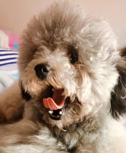 Portrait Cute Dog — Stock Photo, Image