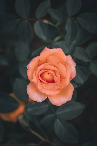 Beautiful Roses Garden — Stock Photo, Image