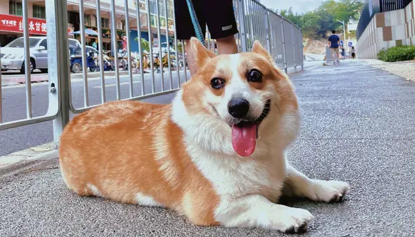 Dog Park — Stock Photo, Image