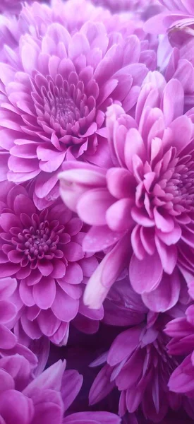 花园里美丽的菊花 — 图库照片