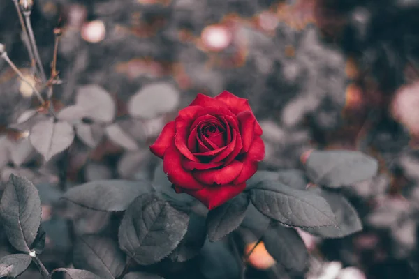 Beautiful Roses Garden — Stock Photo, Image