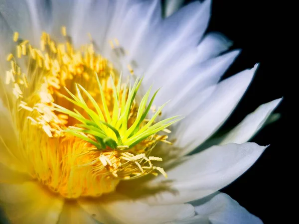 花园里美丽的花 — 图库照片