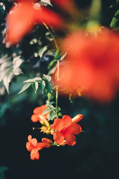 Beautiful Botanical Shot Natural Wallpaper — Stock Photo, Image