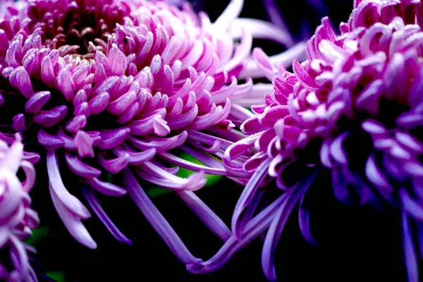 Красива Фіолетова Квітка Хризантеми Саду — стокове фото