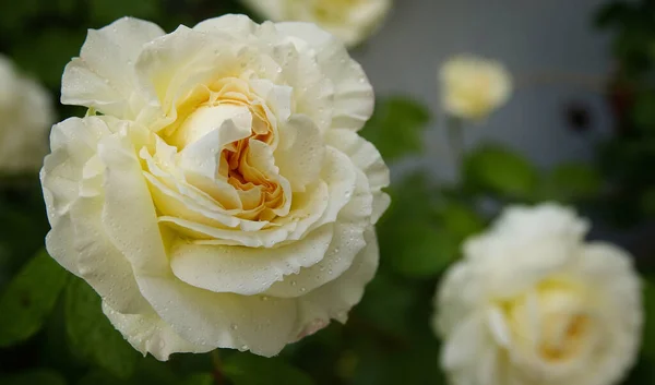 Hermosas Rosas Jardín — Foto de Stock