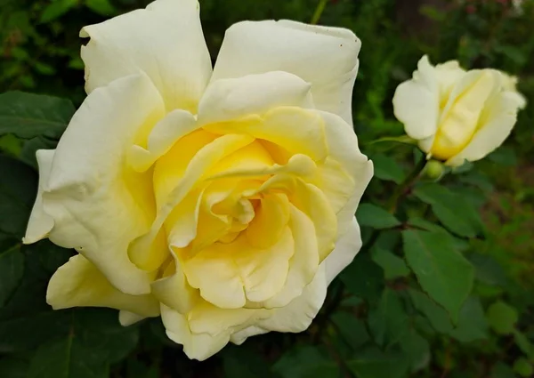 Hermosa Rosa Amarilla Jardín — Foto de Stock