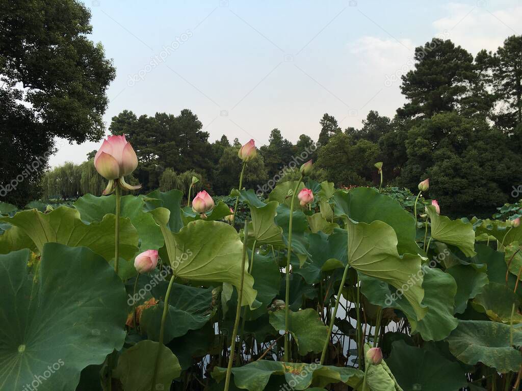 Tuchong-Microstock3