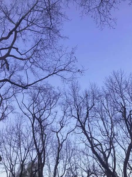 stock image tree branches in the forest