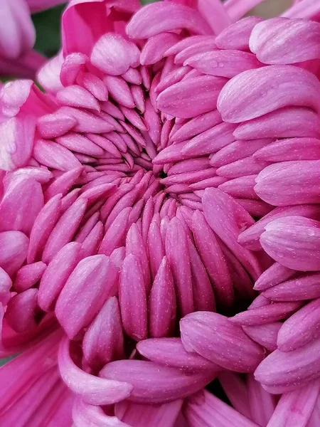 Mooie Roze Chrysant Bloem Close — Stockfoto