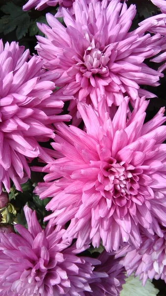 Krásné Chryzantémy Květiny Zahradě — Stock fotografie