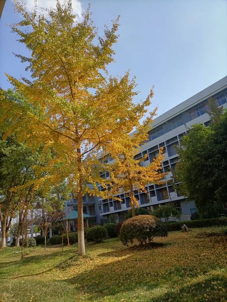 stock image autumn in the park