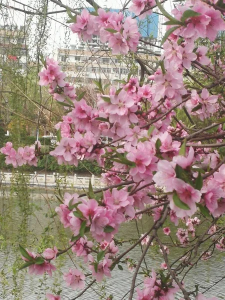 Stock image beautiful pink flowers in the garden