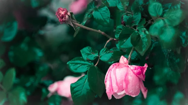 Bellissime Rose Rosa Giardino — Foto Stock