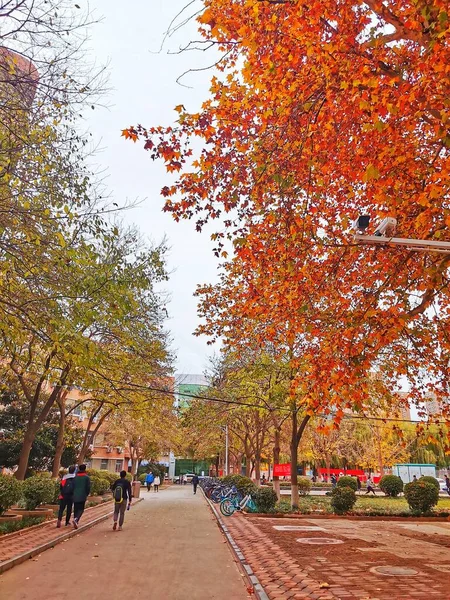 stock image autumn park in the city