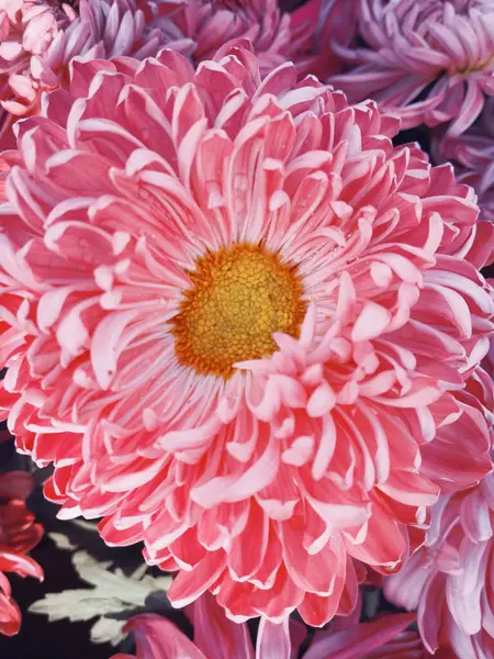 Krásné Růžové Chryzantémách Zahradě — Stock fotografie