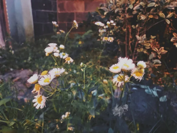 stock image beautiful flowers in the garden