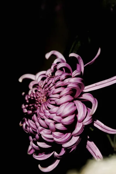 Красивый Фиолетовый Цветок Хризантемы Черном Фоне — стоковое фото