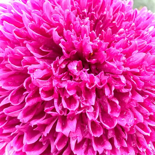 在花园里美丽的粉红色菊花花 — 图库照片