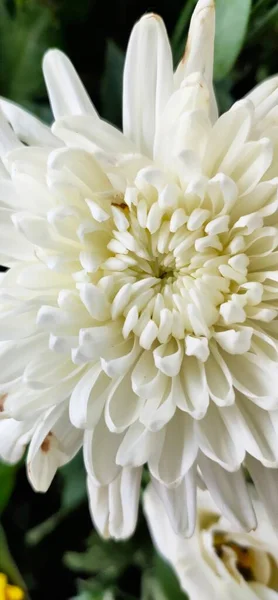 Bela Flor Crisântemo Branco Jardim — Fotografia de Stock