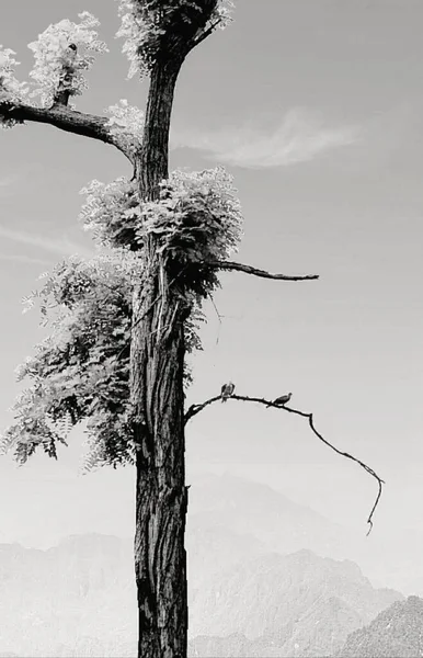 black and white photo of a tree in the desert