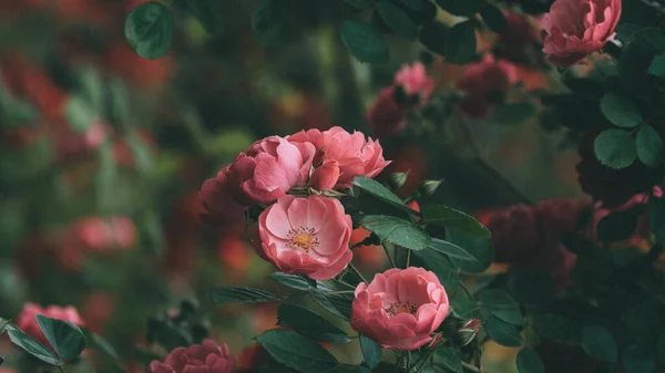 Bellissimi Fiori Giardino — Foto Stock