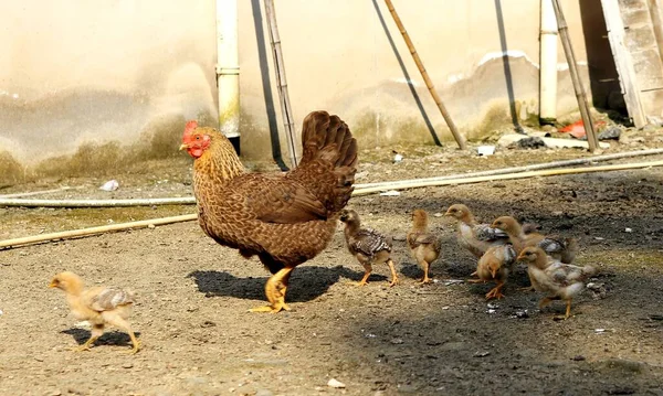 Pollos Granja — Foto de Stock