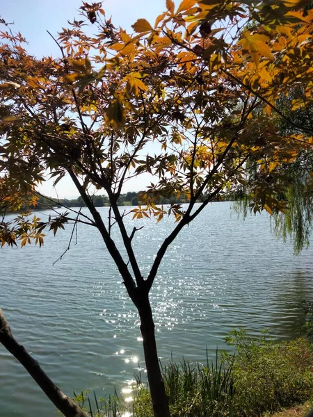 stock image beautiful autumn landscape with trees and leaves