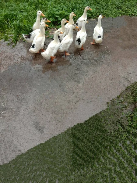 Flock Ducks Ground — Stock Photo, Image