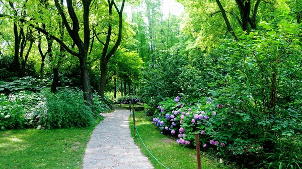 Красивий Весняний Сад Зеленою Травою Деревами — стокове фото