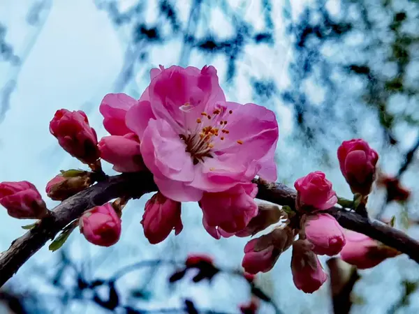 Stock image beautiful pink flowers in the garden