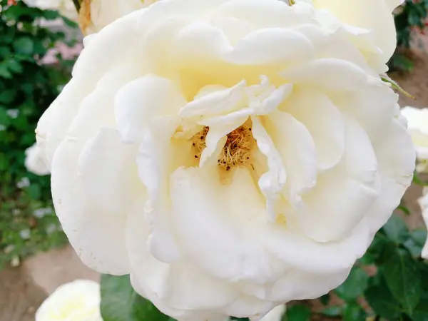 Hermosa Rosa Blanca Jardín — Foto de Stock
