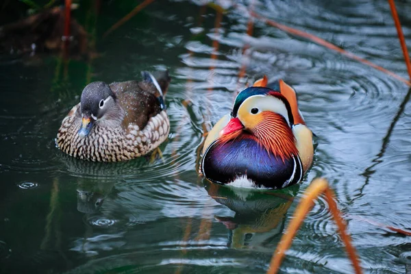 Bonito Pato Nadando Água — Fotografia de Stock