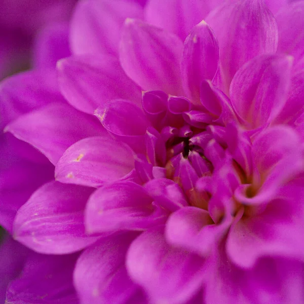 美丽的花朵 花卉概念背景 — 图库照片