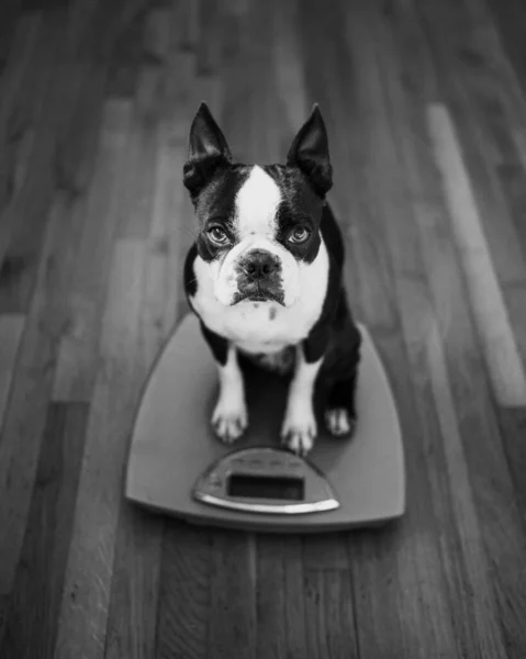 black and white photo of a dog