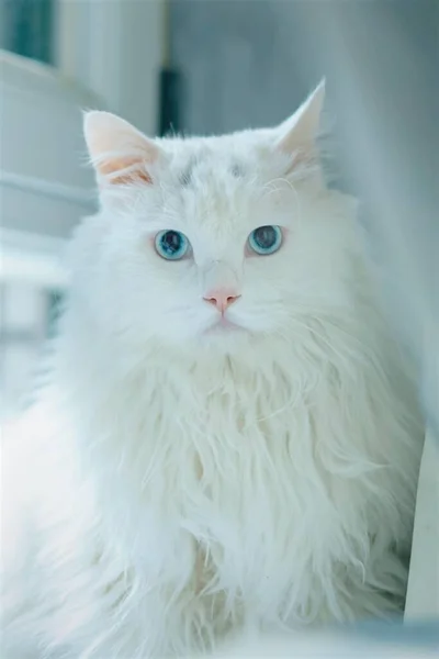 Gato Blanco Habitación — Foto de Stock