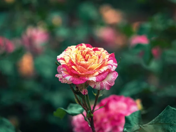 Beautiful Roses Garden — Stock Photo, Image