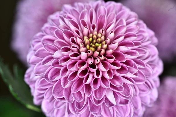 Красивый Фиолетовый Цветок Далии Саду — стоковое фото