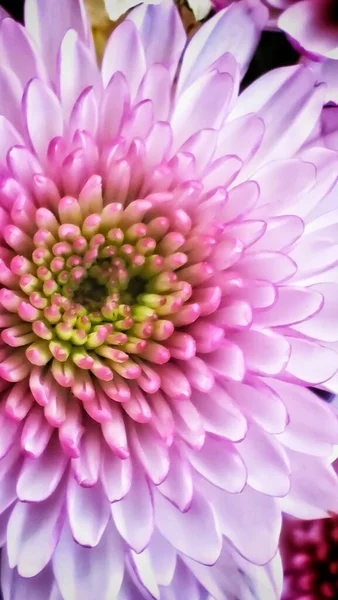 Красивый Цветок Георгины Саду — стоковое фото