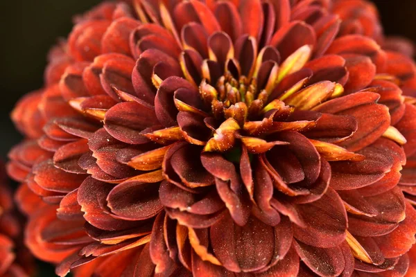 Красивый Цветок Герберы Саду — стоковое фото