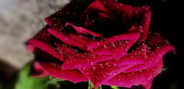 beautiful red rose with dew drops on a dark background