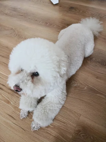 White Fluffy Dog Lying Floor — Stock Photo, Image