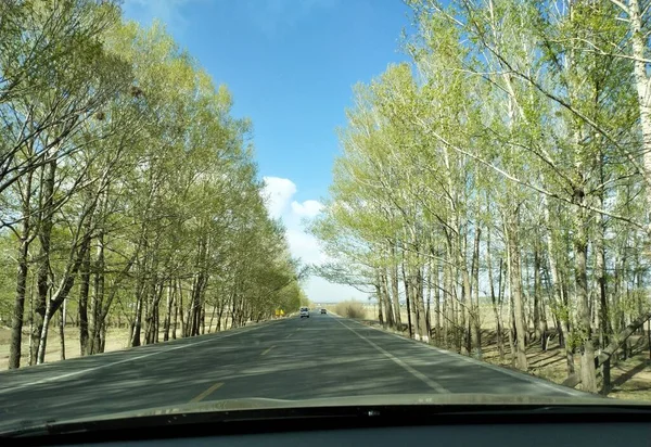 stock image road in the forest