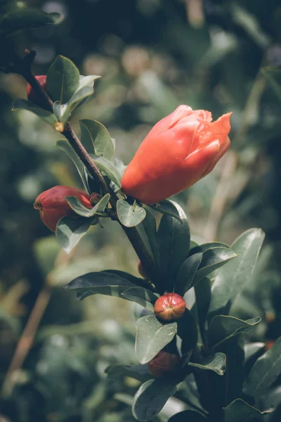 Beautiful Botanical Shot Natural Wallpaper — Stock Photo, Image