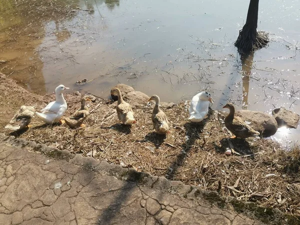 Flock Ducks Ground — Stock Photo, Image