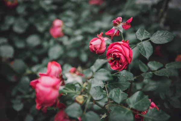 Beautiful Roses Garden — Stock Photo, Image