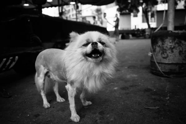 Black White Photo Dog — Stock Photo, Image