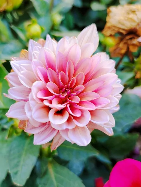 花园里美丽的粉红色大丽花 — 图库照片