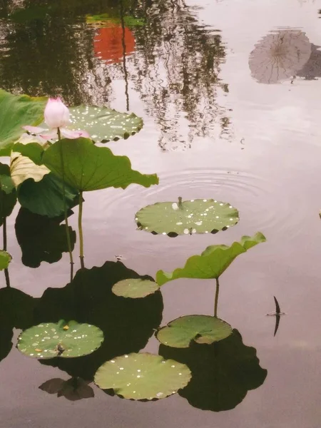 stock image beautiful lotus flower in the pond