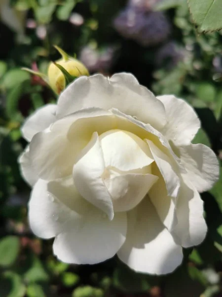 Hermosas Rosas Blancas Jardín — Foto de Stock