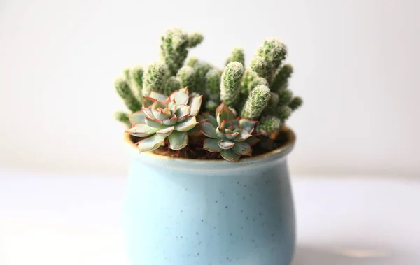 stock image beautiful cactus in pot on white background